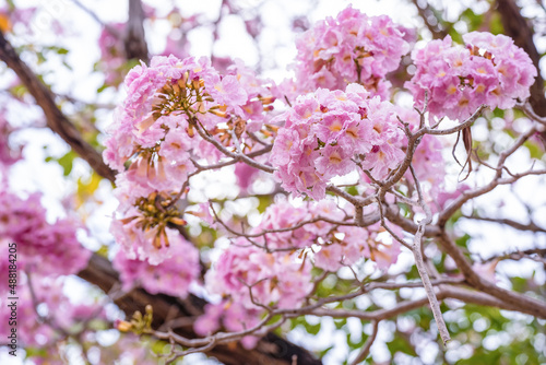 Close up of Pink Trumpet (Tabebuia rosea) flower, Flowering tree of the species sakura photo