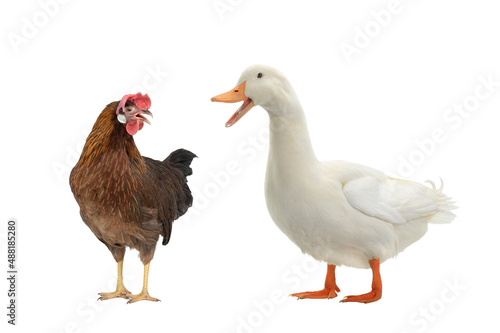 brown chicken and duck isolated on white background