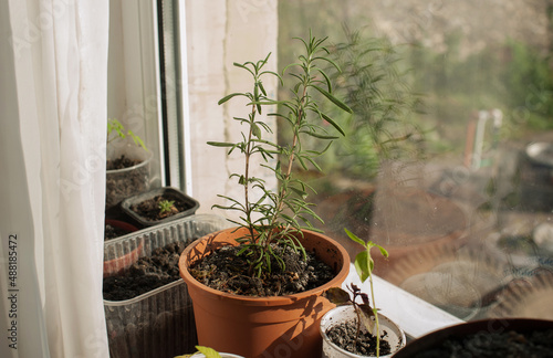 rosemary in a pot on the window.Spicy herbs on the window.
Garden house on the window