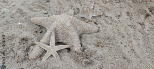 rozgwiazda starfish piasek sand