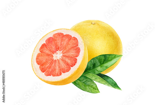 Fotografia, Obraz Pink grapefruit composition watercolor illustration isolated on white background