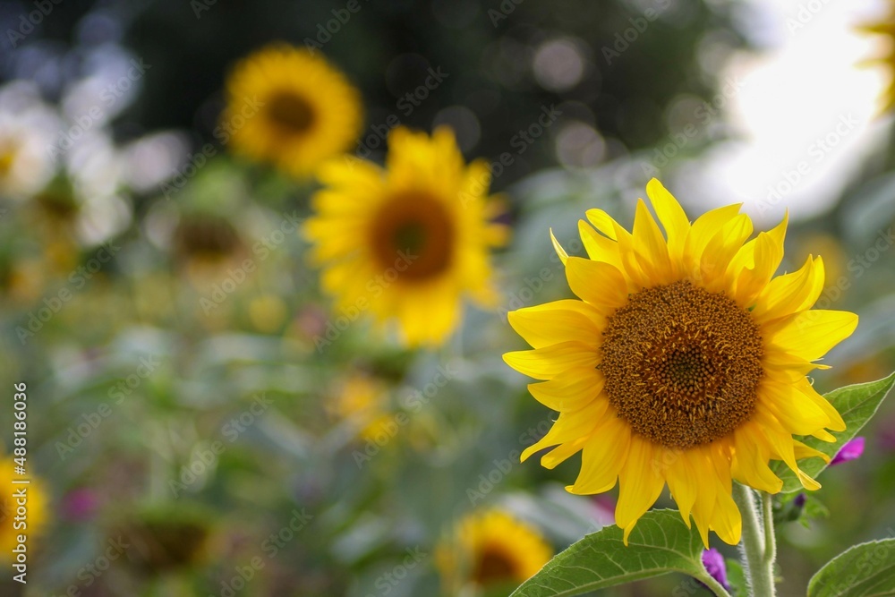 Naklejka premium Sonnenblumenfeld
