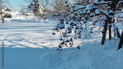 Rowan berries in winter. Rowan bush under the snow.