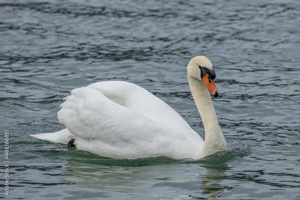 Obraz premium Mute swan swimming on a small lake