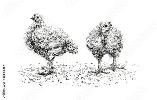 chicken hand drawing sketch engraving illustration style