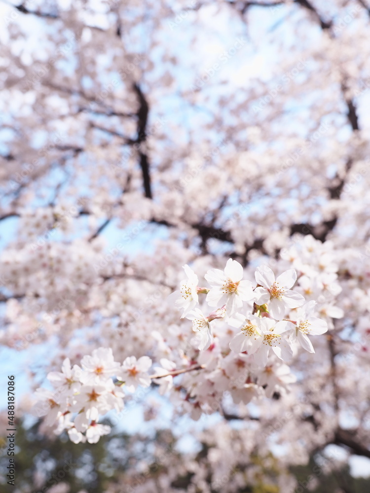 桜の花