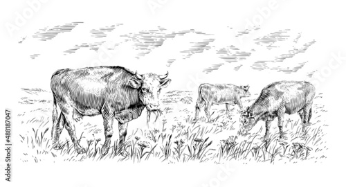 herd of cows is standing nibbling grass sketch engraving illustration style