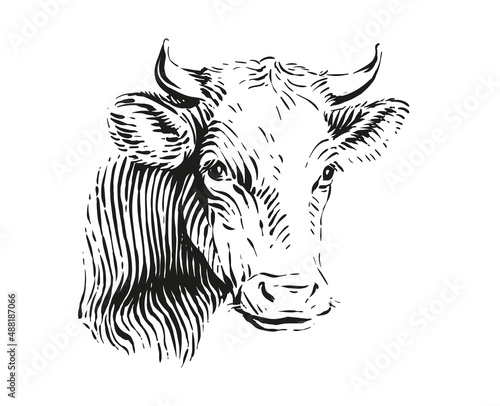 head cow hand drawing sketch engraving illustration style