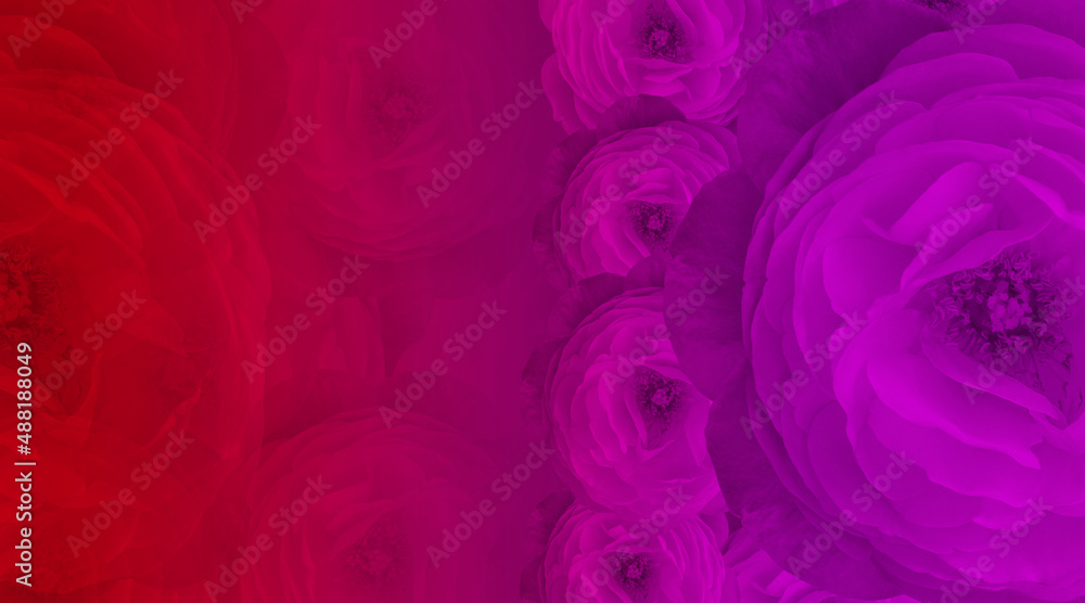 red and violet color roses flower background on blur roses background, decor, banner, template, nature, name card, copy space