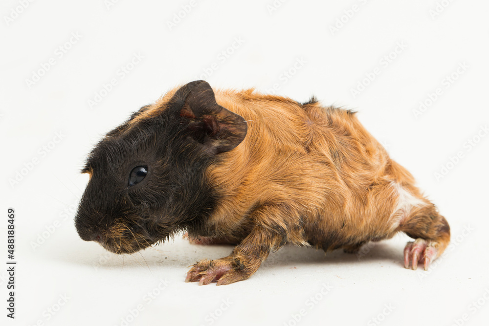 Fototapeta premium baby guinea pig isolated on white background 