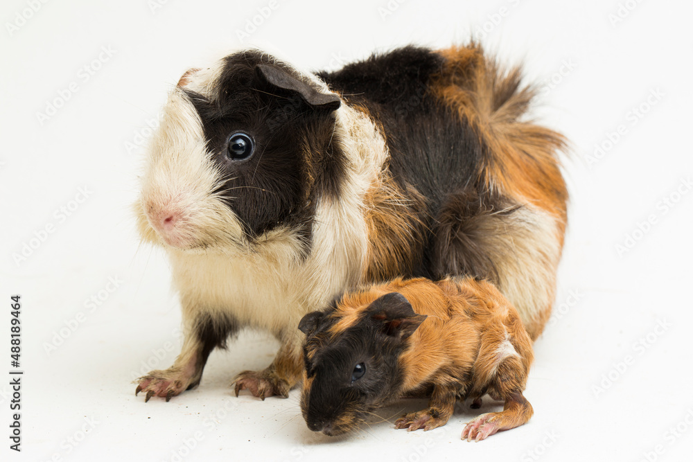 Fototapeta premium Guinea pig mom with baby isolated on white background 