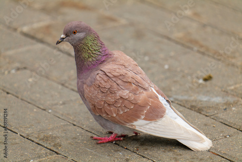 The red pigeon.