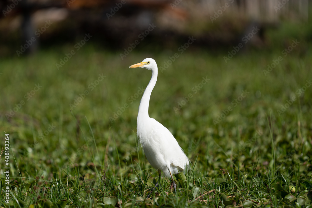 ardea alba/ white heron portrait africa kenya ardea alba/ white heron portrait africa kenya