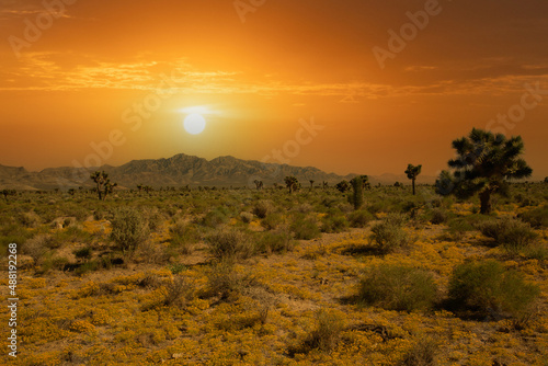 Southwest Usa Parks (Joshua Tree National Park) is located in southeastern California.