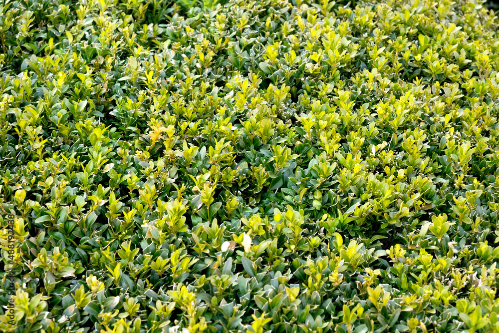 Obraz premium Green leaves wall hedge as background of fresh boxwood. Boxwood wall in natural conditions. There is a place for your text. Selective focus. Close-up of bright green foliage boxwood.