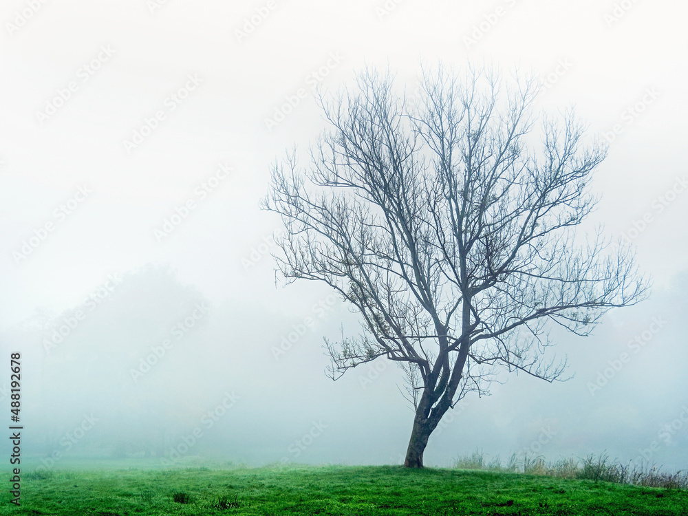 lonely winter tree in a foggy park
