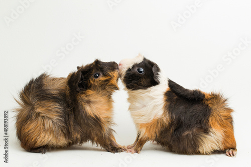 two pair guinea pigs kissing isolated on white background 