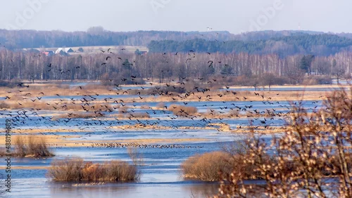 Fototapeta na wymiar Przedwiośnie w Dolinie Narwi i Biebrzy, Podlasie, Polska