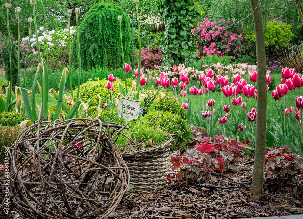 Piękne kwitnące tulipany w niesamowitym ogrodzie - obrazy, fototapety, plakaty 