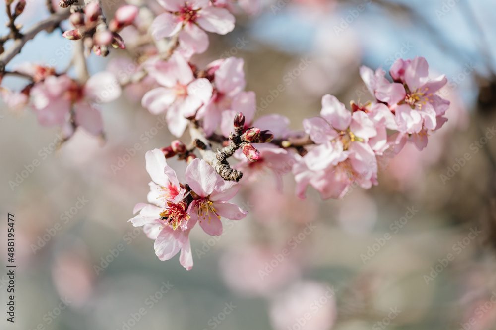 Almond trees blossoming with pink flowers among mountains and blue sky Almond trees blossoming with pink flowers among mountains and blue sky