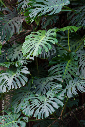 Subtropical oasis. Closeup of green leaves of tropical plant in botanical garden outdoors, exotic plant monstera deliciosa or swiss cheese growing in park. Summer nature background