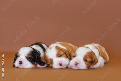 Canvas Print puppy dog cavalier king charles spaniel two weeks old on the background