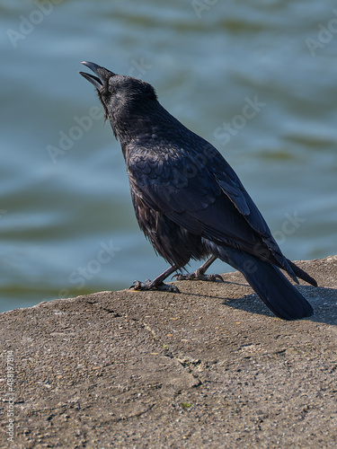 Black raven with an open beak © Rastislav