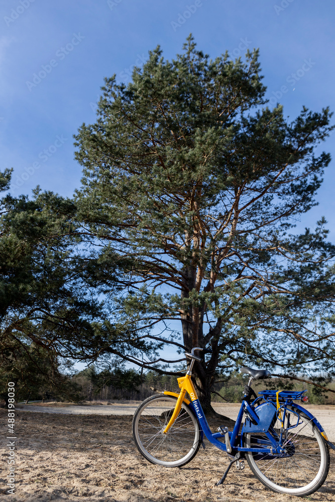 Soest, The Netherlands - February, 2022: Large pine tree behind ...