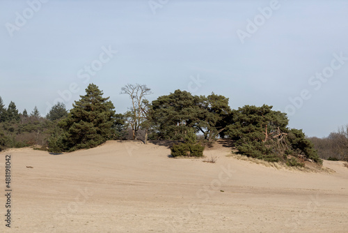 Sandbank and sandy dunes of Soesterduinen called Korte Duinen with pine tree vegetationn. Dutch outdoors unique natural park photo