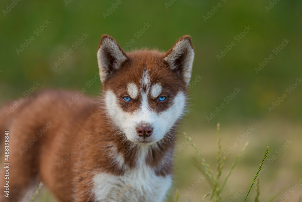 portrait of a blue-eyed husky dog in nature portrait of a blue-eyed husky dog in nature