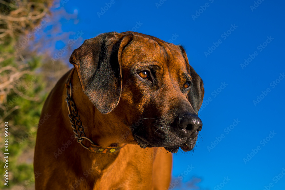 expressive head of a redish dog of the Rhodesian Ridgeback breed against the blue sky