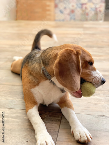 Beagle with his old tennis ball quarantined at home. © Mauricio G