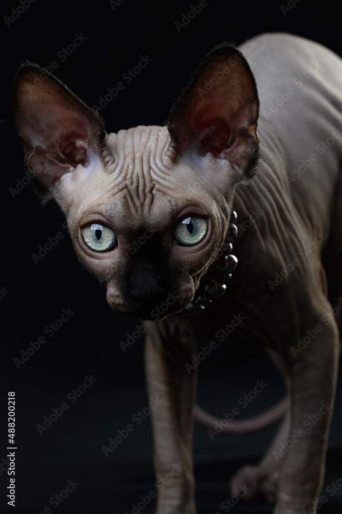 Sphynx cat  kitten on a black background close-up 