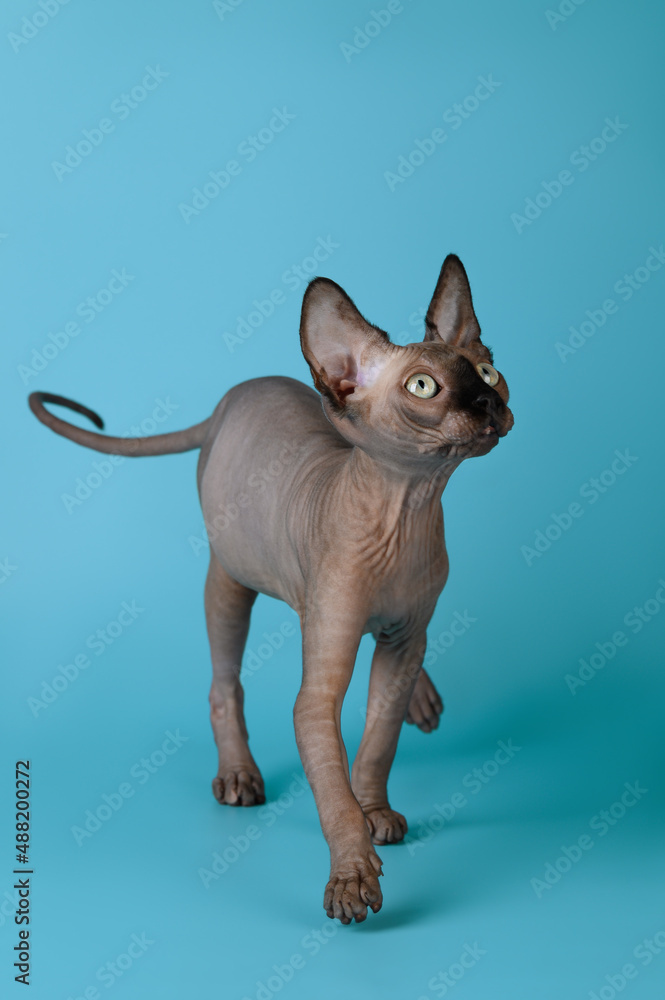 Sphynx cat kitten  on a blue background. Bald cat without hair. Selective focus 
