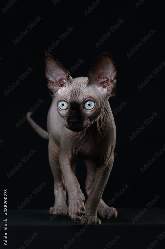 Sphynx cat  kitten on a black background close-up 
