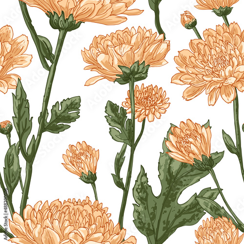 Fototapeta Naklejka Na Ścianę i Meble -  Flowers vector line pattern Chrysanthemums drawn by a color 