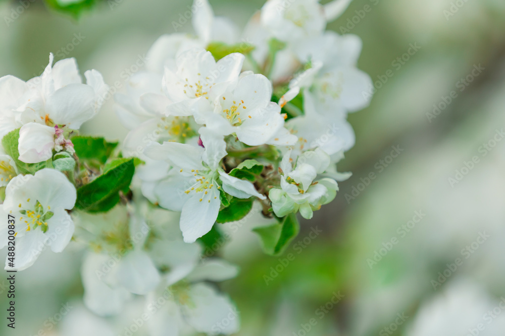 white flowers of apple tree close-up white flowers of apple tree close-up