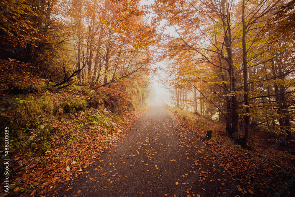 Obraz premium autumn in the forest