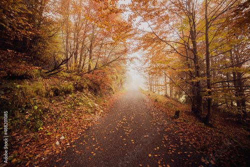 autumn in the forest