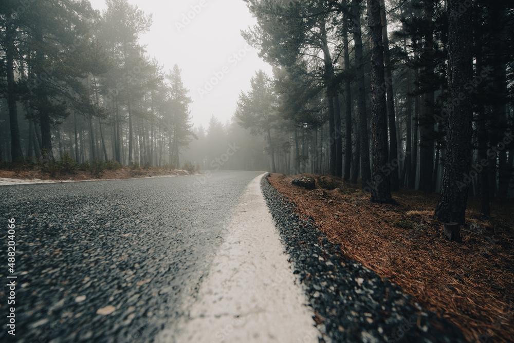 Fototapeta premium Day with a lot of fog in the forest in the Pyrenees