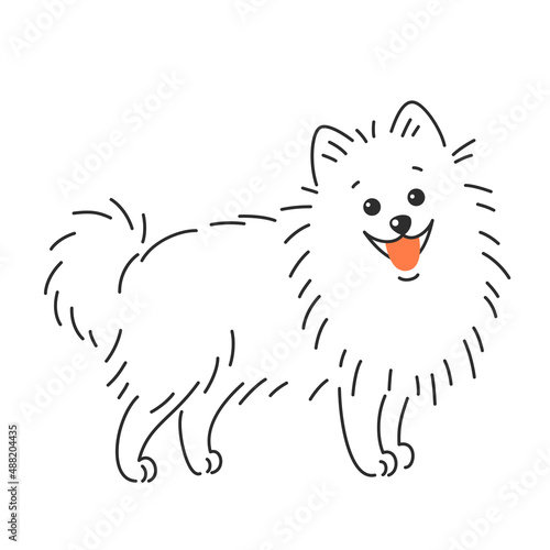 Pomeranian German spitz dog. Vector illustration
