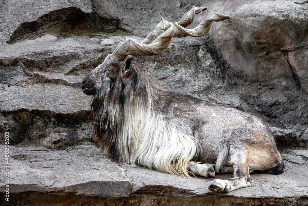 Markhor male at rest on the rock. Bukharan markhor (Capra falconeri heptneri), also known as the Turkomen Markhor. Wildlife animal Markhor male at rest on the rock. Bukharan markhor (Capra falconeri heptneri), also known as the Turkomen Markhor. Wildlife animal