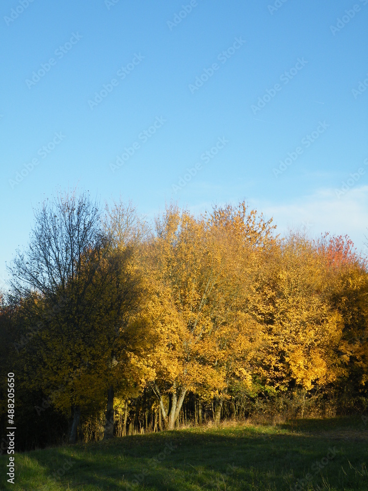 Fototapeta premium autumn trees 