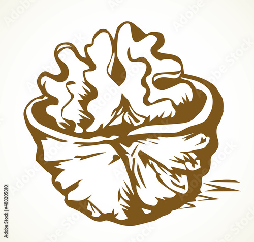 Broken walnut kernel. Vector drawing