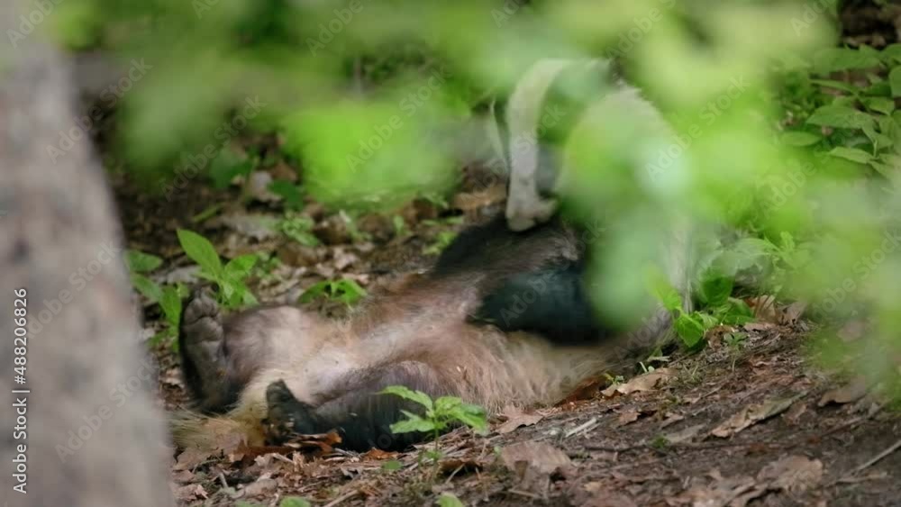 European badger (Meles meles) cleaning at the burrow European badger (Meles meles) cleaning at the burrow