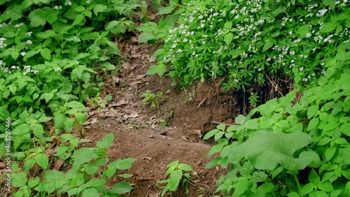 European badger (Meles meles) at the burrow den sett