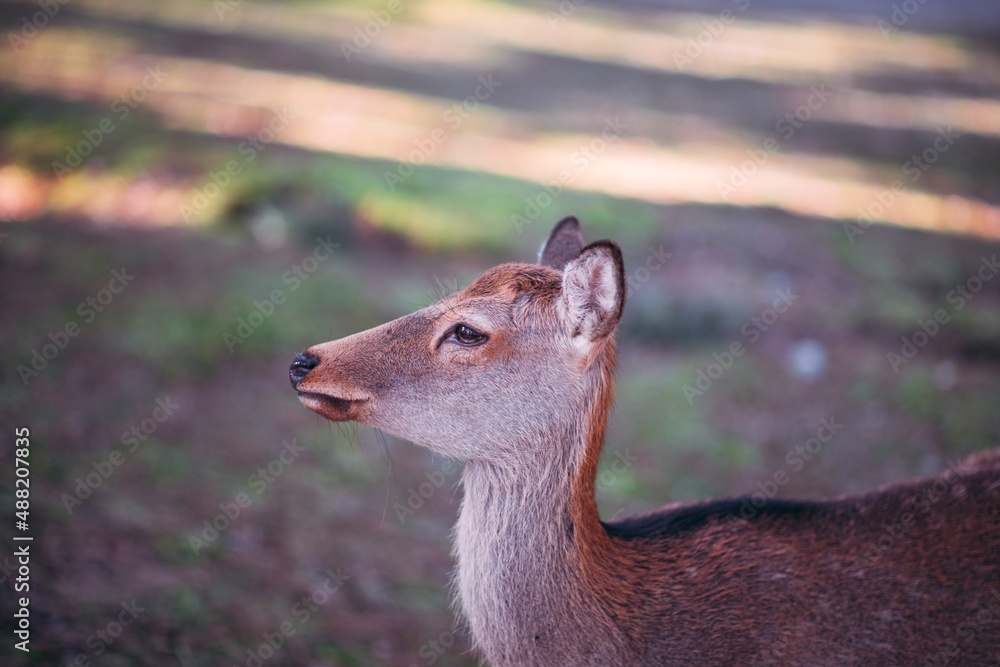 Obraz premium white deer