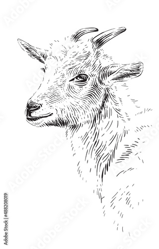 head goat hand drawing sketch engraving illustration style