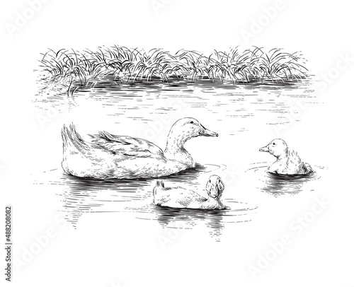 duck and ducklings hand drawing sketch engraving illustration style