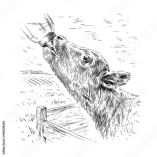 calf drinks from a bottle sketch engraving illustration style